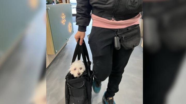 California Dog’s Health Scare Ends With A $6,000 Procedure To Deal With The Unexpected Culprit