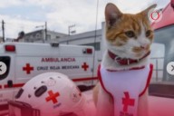 Muere atropellado Cruzberto, gatito voluntario de la Cruz Roja