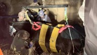 A Lot Of Manpower — And A Forklift — Rescue Horse That Fell Into Colorado Ditch