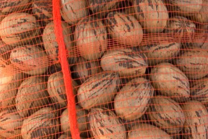 Nuez pecán: verificaron la primera exportación de Entre Ríos a China