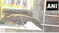 Nagpur Leopard Attack: 7 Injured As Big Cat Enters Residential Area In Pardi; Forest Minister Pushes For AI Sirens & More Precautions