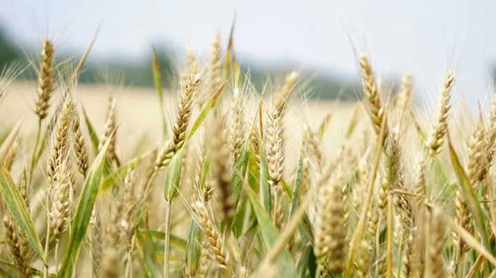Crean Trigo capaz de formar su propio fertilizante con edición genética CRISPR