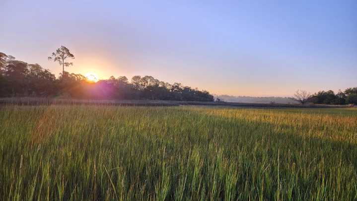 Georgia marshes might look fine, but their roots are dying