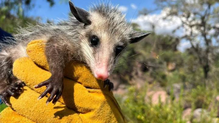 Detectan venta ilegal de fauna sanjuanense