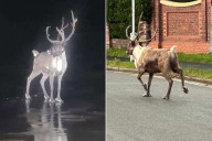 Reindeer Runs Away from Christmas Event, Search Operation Used Police Drone