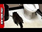 Drunk Raccoon Goes on Booze-Fueled Rampage in Virginia Liquor Store