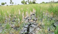 Telangana’s farm sector crisis: Of broken promises, mounting distress