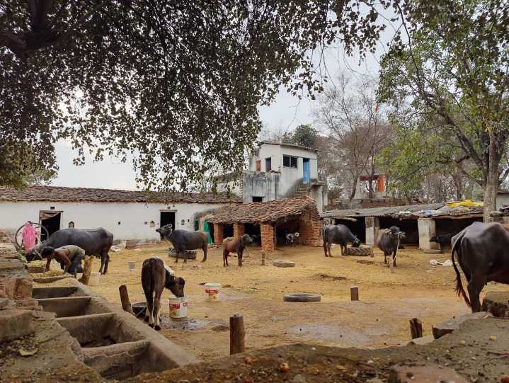 Rural India seeing strong consumption, income growth, NABARD survey shows