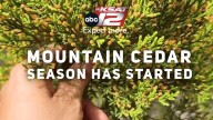ACHOO! Mountain Cedar season has begun for San Antonio 🤧