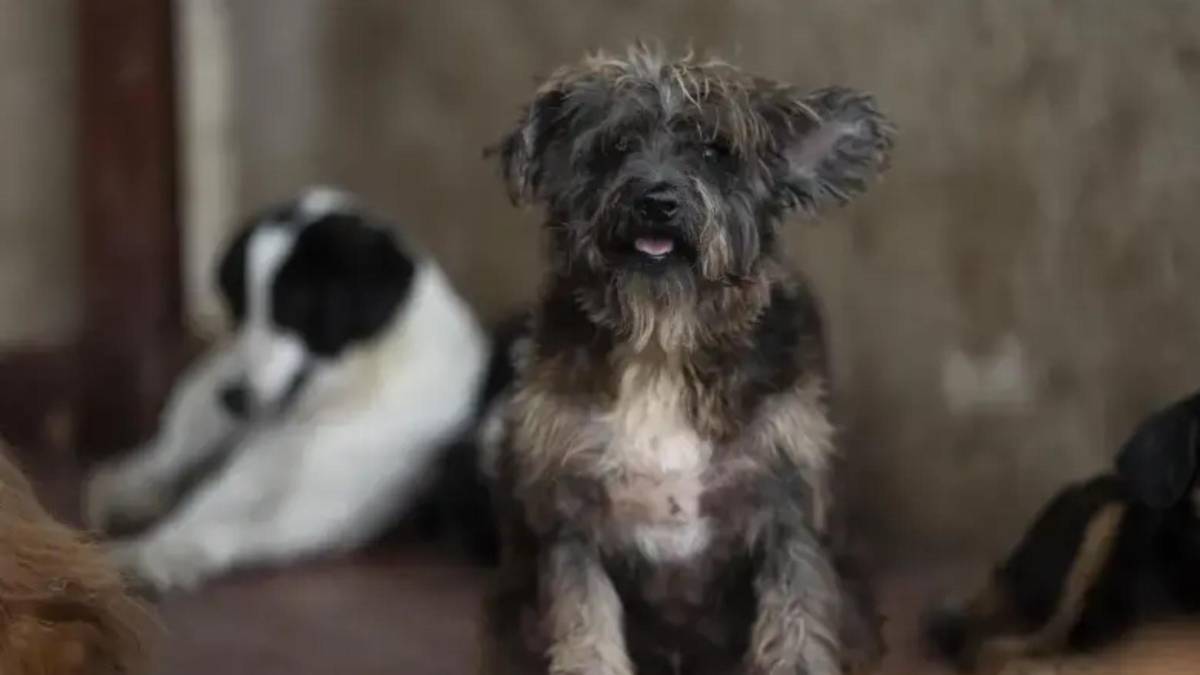 Cuatro días de agonía: el trágico final de Horus, el perro que fue víctima del estruendo de la pólvora en Armenia