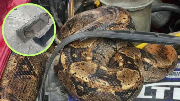 Boa de 2 metros sorprende en motor de camioneta; conductora reportó ruidos extraños