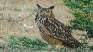 Quarrying work halted to let rare rock eagle owl hatch eggs in Vikarabad