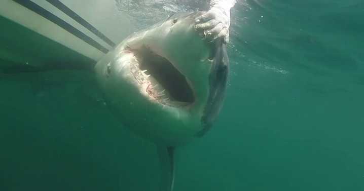 12-foot great white shark ‘Ernst’ spotted off Florida coast