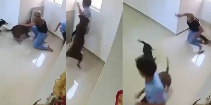 Niño de 10 años resultó herido tras ataque de perro pitbull en conjunto residencial del Barranquilla