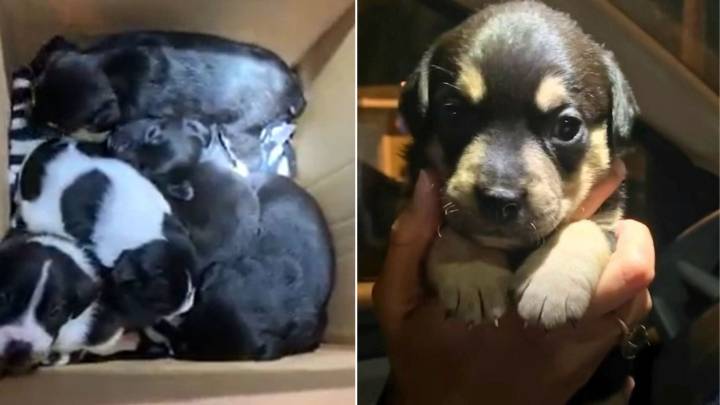 North Carolina Apartment Complex Residents Awaken To Whimpers And A Shocking Discovery