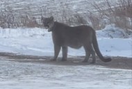 Cougar seen in Duluth believed to have walked from Nebraska