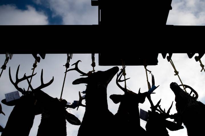 Republicans renew push to legalize deer baiting in Lower Michigan