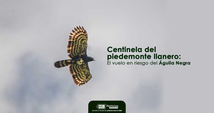 Centinela del piedemonte llanero: El vuelo en riesgo del Águila Negra