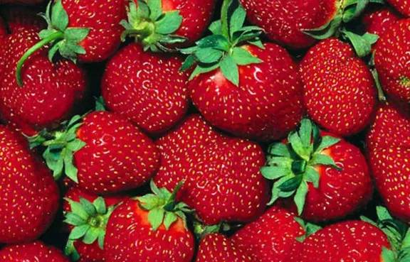 Vuelve la feria de frutillas: directos de la chacra a la ciudad