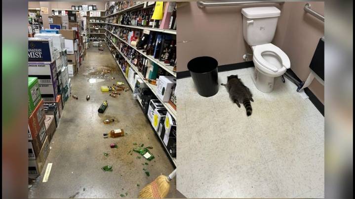 Drunk raccoon trashes Virginia liquor store, released back into wild after sobering up
