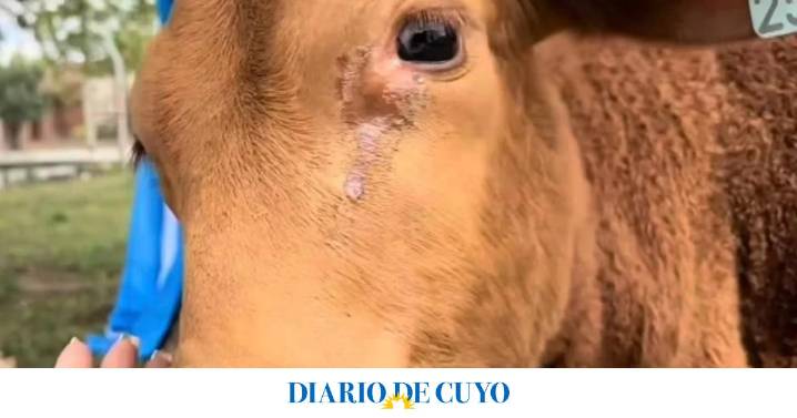 Dolor e indignación en un pueblo de Córdoba: carnearon a un ternero que era la mascota de un colegio primario