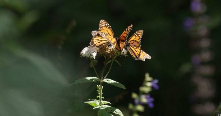 Scientists use radio tags to unlock monarch butterfly migration clues