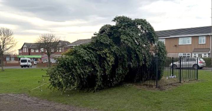 Horror as Christmas tree chopped down hours after lights turned on
