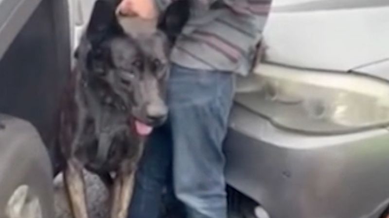 Senator calls for release of man detained by ICE, attacked by dog