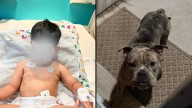 Child mauled by neighbor’s dog after barging through family’s front door in NE Harris County