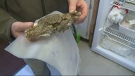Invasive Chinese mitten crab found in Willamette River near Portland