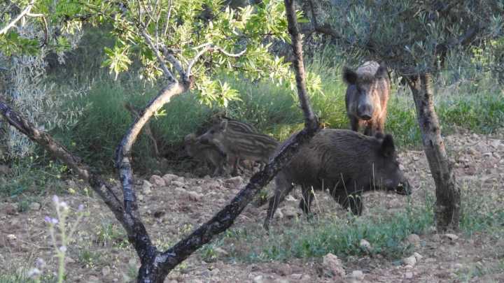 La sobrepoblación de jabalíes dispara el riesgo de peste porcina: "El vector es un animal salvaje y descontrolado"