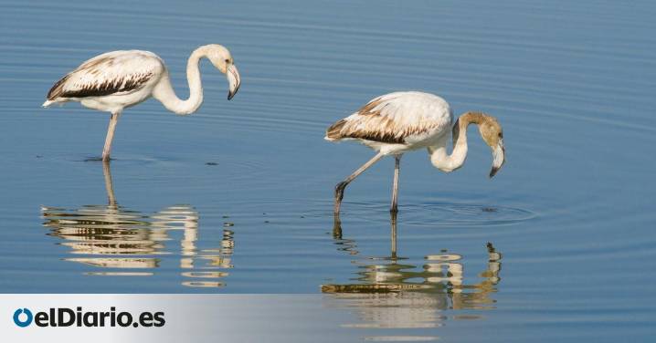 Para amantes de la ornitología: cinco destinos españoles donde ver aves migratorias en invierno