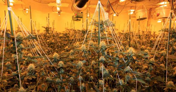 Huge cannabis farm worth more than £2 million uncovered in dawn raid