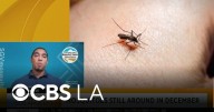 Expert discusses why there is a seemingly increase of mosquitoes in December