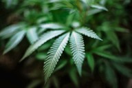 Growing evidence argues for reversing Ohio’s marijuana legalization decision: Ted Diadiun