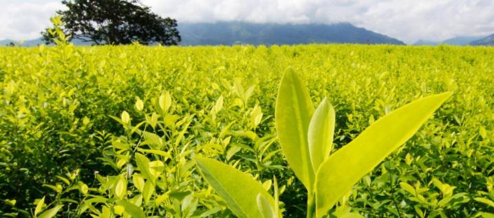 OMS mantiene la hoja de coca entre sustancias más peligrosas por su fácil conversión en cocaína