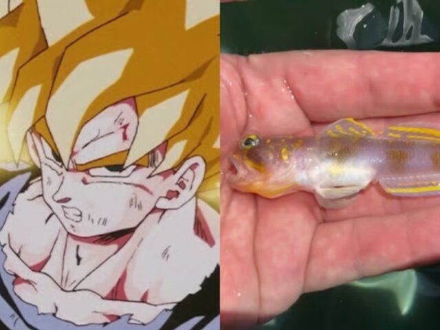 Descubren pez “Super Saiyan”: una nueva especie recibe nombre inspirado en Dragon Ball Z