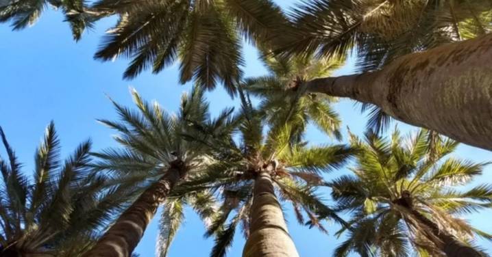 Palma chilena, la más austral del mundo, obtiene la mayor protección a nivel mundial de CITES tras reducción de ejemplares