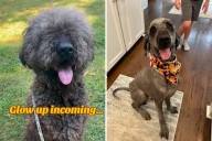 Great Dane and Poodle Have Puppies, What Happens Next Breaks Hearts