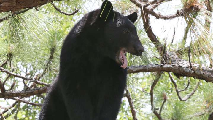 Bear hunt is coming soon to Florida. When it starts, what to know