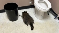 Raccoon goes on drunken rampage in liquor store and passes out on bathroom floor