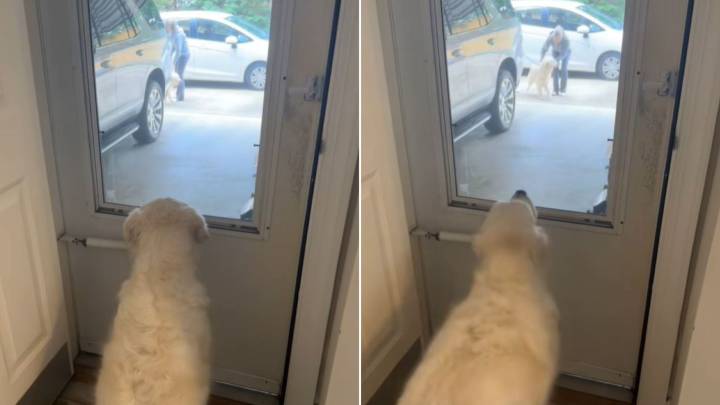 North Carolina Dog’s Best Friend From Playdates Suddenly Arrives With A Twist She Never Expected