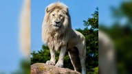 Fan-favourite lion put down at Toronto Zoo after months of veterinary care