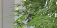 Nebraska Medical Cannabis Commission working to finalize regulations