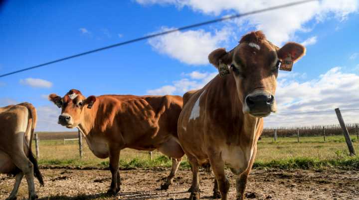 ISU researchers seek more bird flu vectors in dairy animals