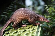 People Are Using TikTok to Sell Endangered Animals to Eat