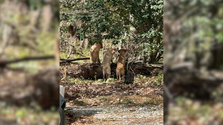 Three Abandoned Puppies Rescued After Neighbor Hears Their Cries In Maryland Woods