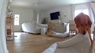 Virginia Pup’s Energy Explodes The Moment His Owner Leaves, And The Camera Captures It All