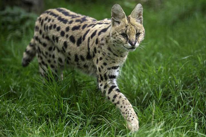 Two Wildcats Spotted Roaming Around Upscale Neighborhood in Baltimore