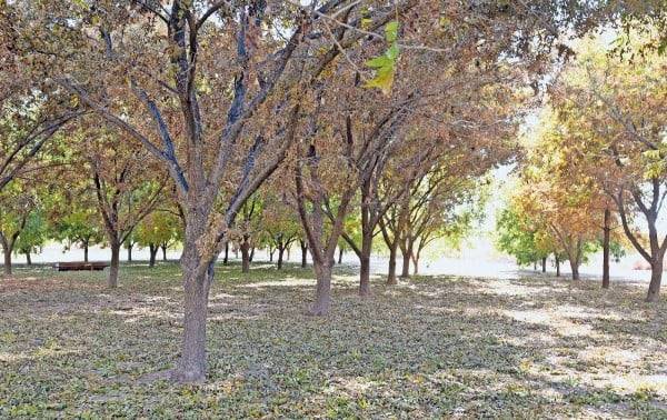 Se expanden las nogaleras por Juárez